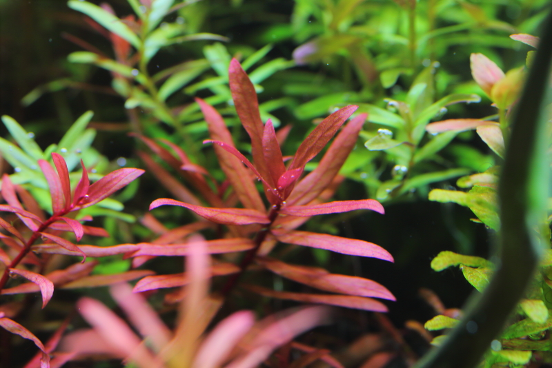 植栽から150日目